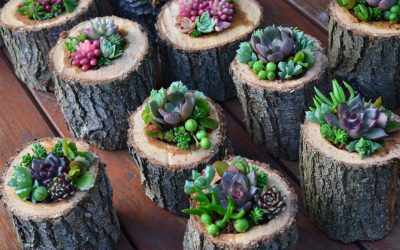 Vertical Walls and Succulent Creations