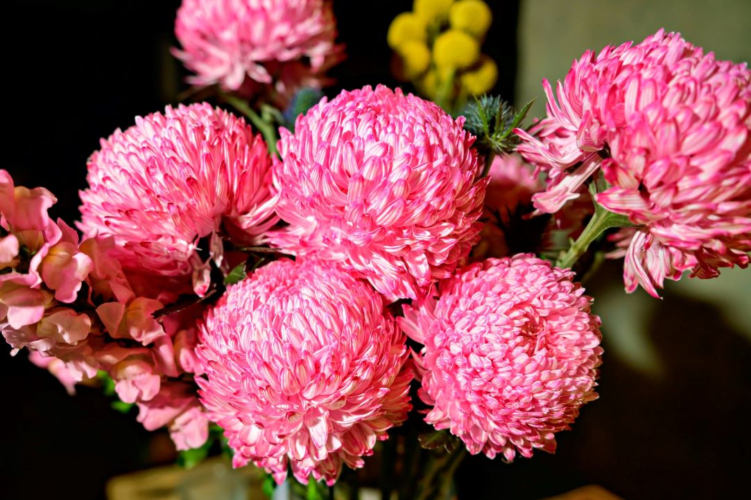 Liza Rose - The Rose Buffet