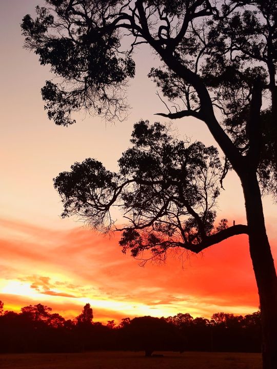 Rivendell Winery - sunset
